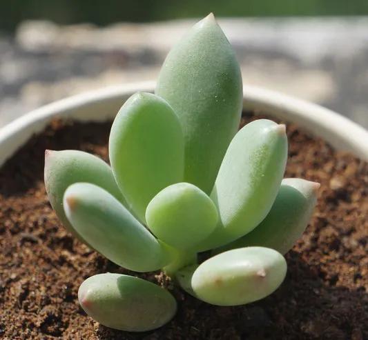 星美人,星美人怎么养