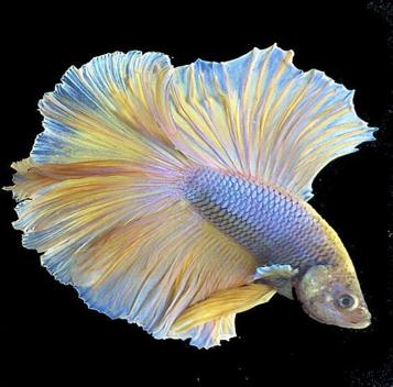 斗鱼米娜跳舞,斗鱼美女舞蹈