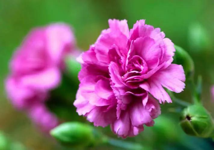 【临夏林草文化】科普篇‖康乃馨开本无意，奈何人间有真情