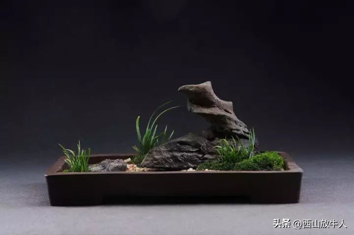 胡烟：夜访菖蒲君‖散文