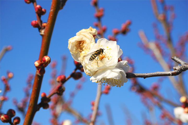 来大阪城梅林感受春天的到来