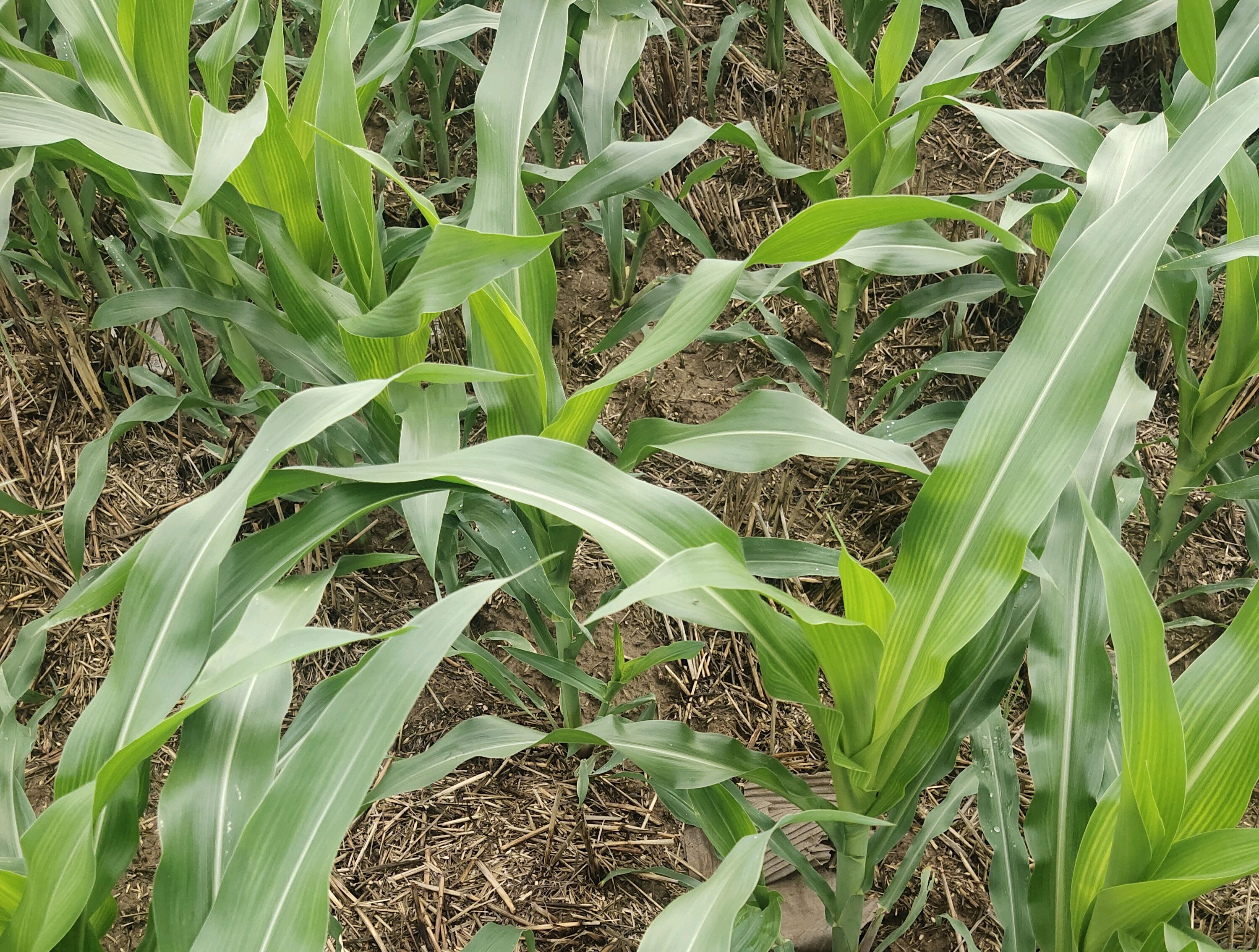 2023年立秋是几月几号,马上立秋是什么预兆