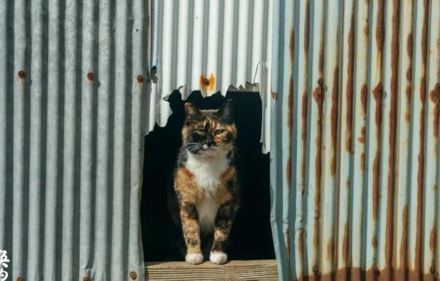 往返福岛11年，他拍下*污染核**区被遗弃的数百个毛孩子故事