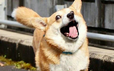 狗狗尾巴不长毛怎么回事,狗狗有可能尾巴上永远不长毛吗