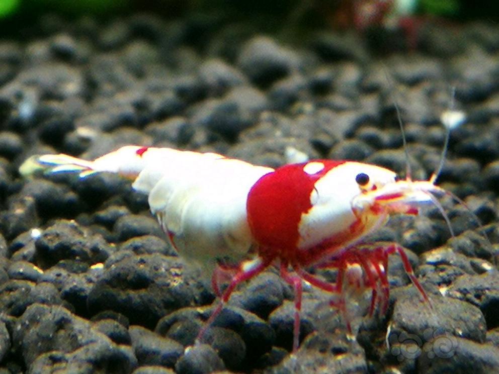 水晶虾的饲养方法 (水晶虾好养吗)