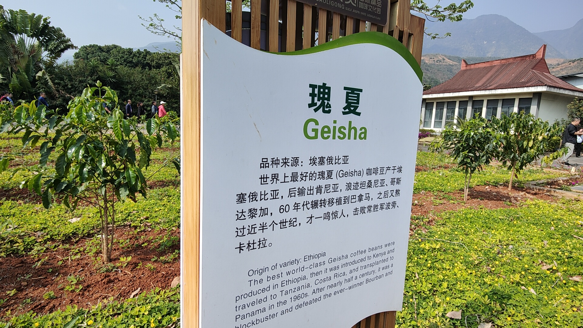 云南精品咖啡产业发展之路,云南小粒咖啡产业现状及发展前景