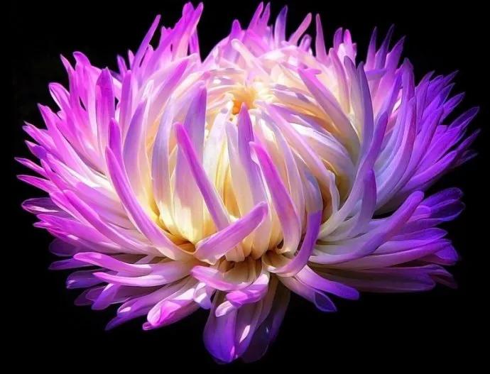 这二十幅极品花卉越看越醉,超好看又耐看的花卉图