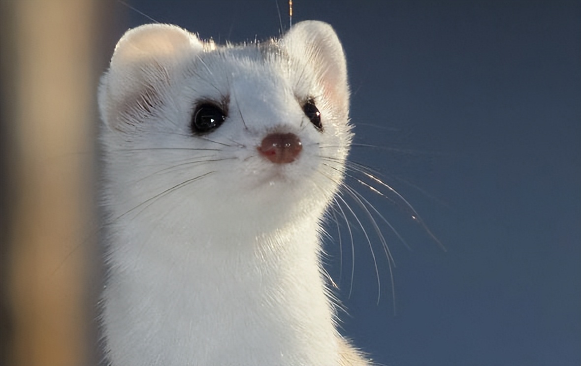 儿童世界动物百科,有哪些动物冬天会变白色