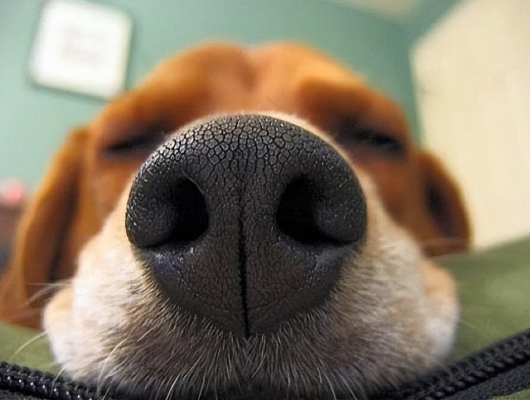 怎么判断土狗是不是星期狗,怎么选狗避免星期狗