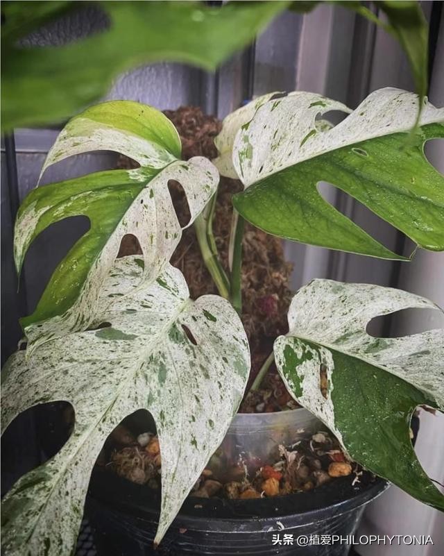 麒麟尾的猫咪是什么样的品种,麒麟尾花卉品种