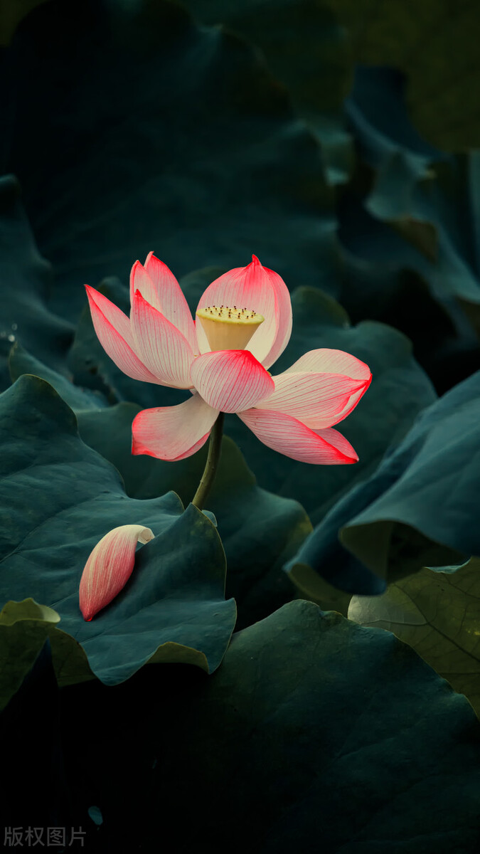 荷花图片禅意荷花,最美意境荷花图片大全