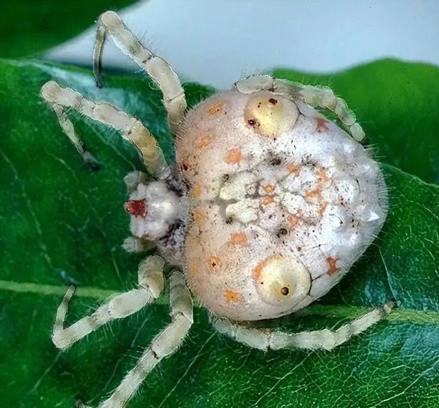 17张你没见过的图片太震撼了,67张罕见的照片颠覆你的世界