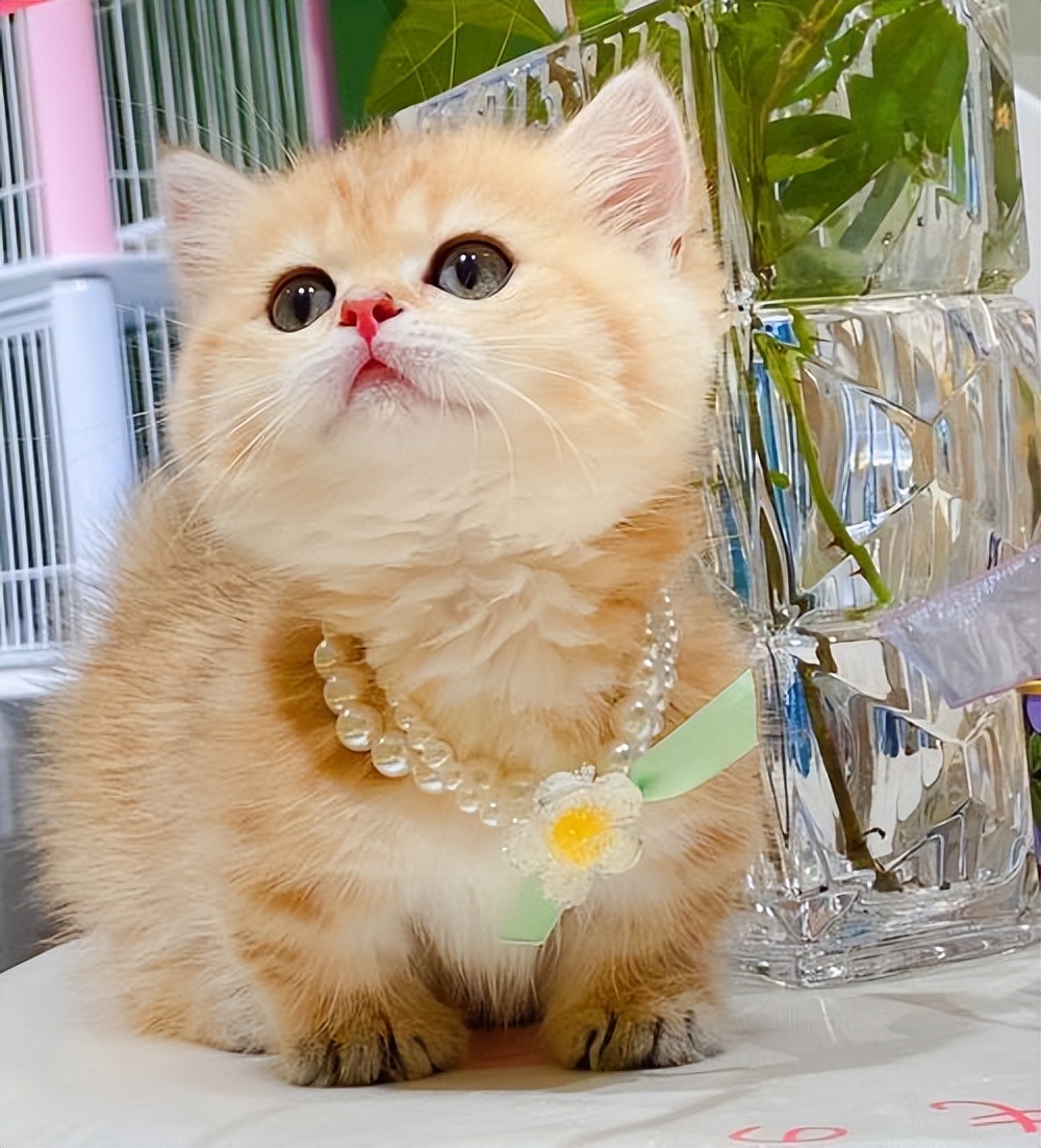 招财猫的四大特征你家猫有吗,招财猫哪个品种最有钱