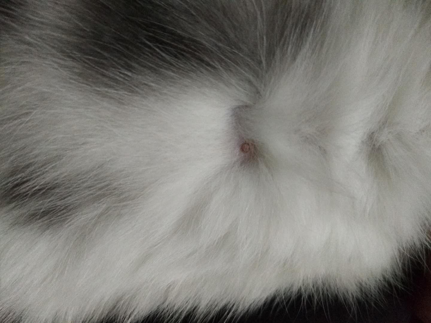 未绝育母猫太瘦了怎么办,未绝育的母猫丢了怎么办