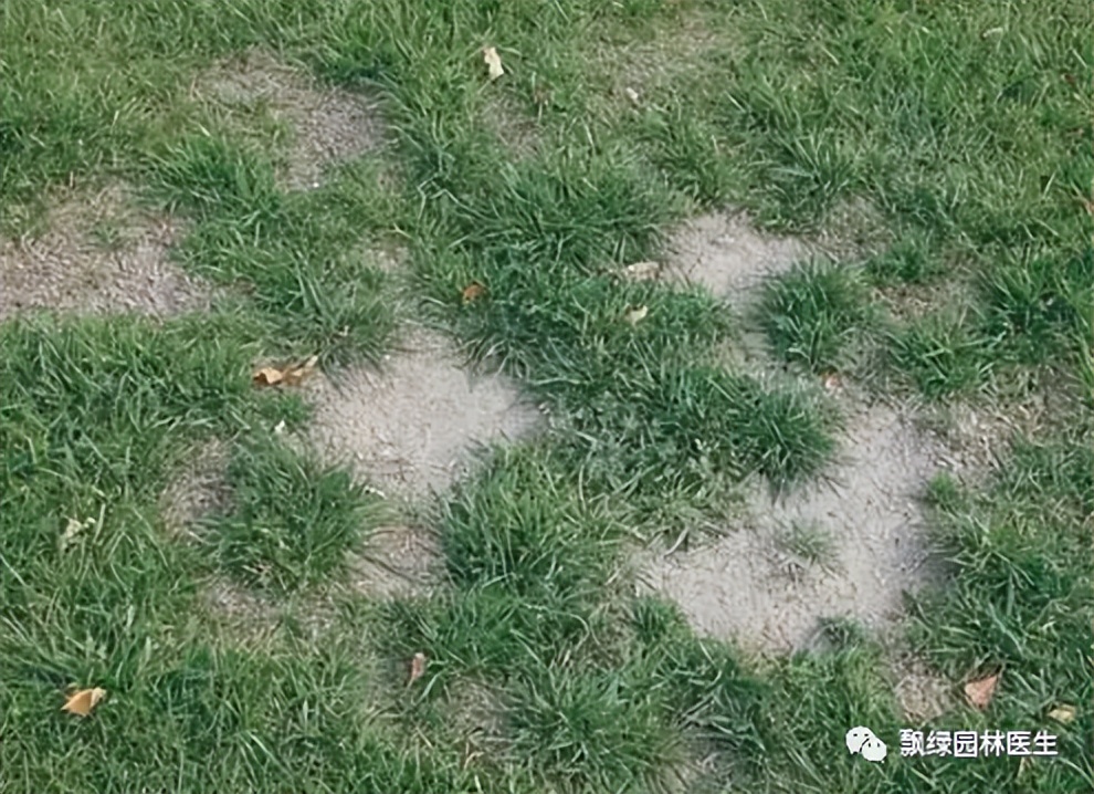 草坪发黄发枯是什么原因,草坪出现枯黄病怎么治理