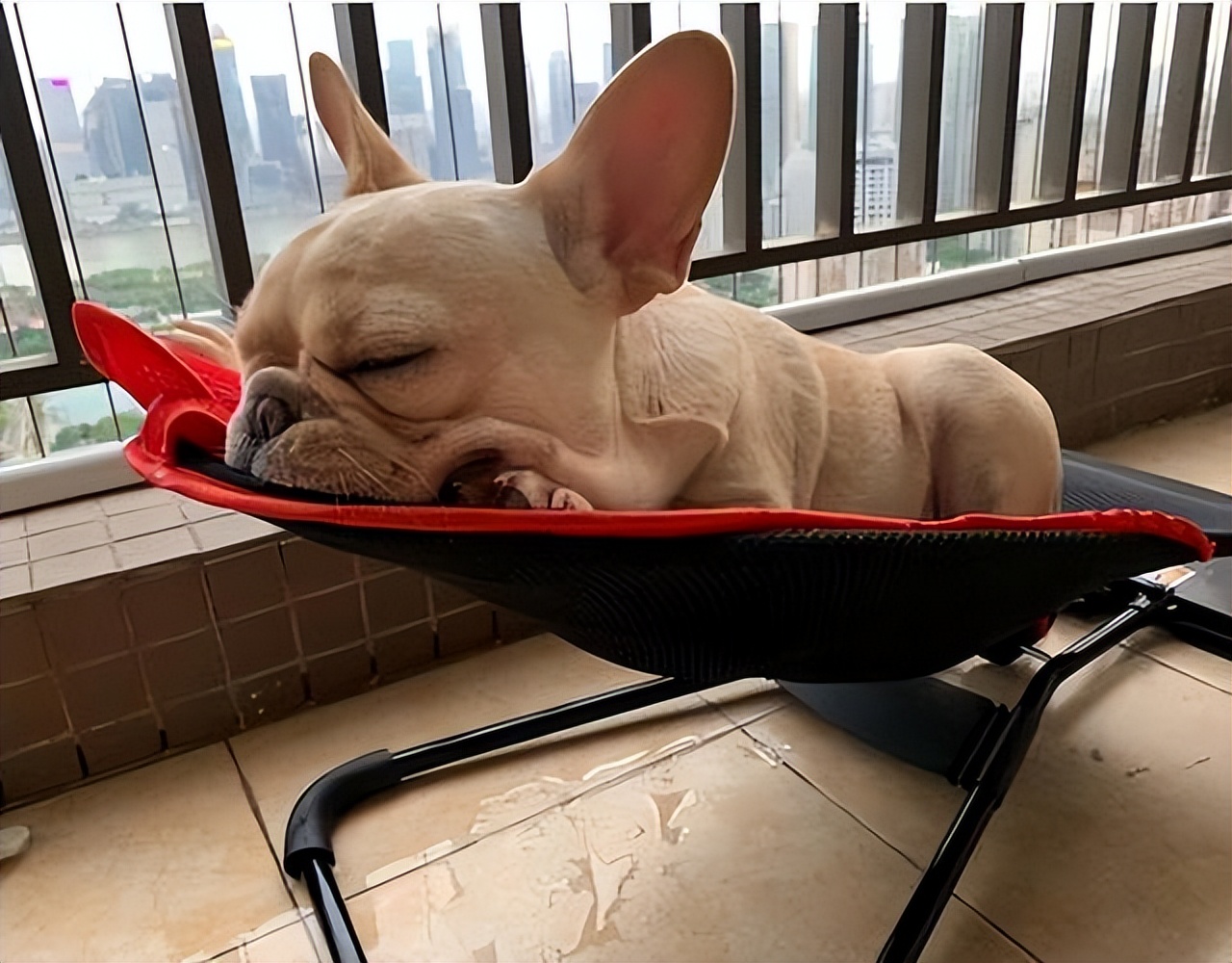 狗子有窝不睡,狗子睡觉前为什么喜欢刨一会窝