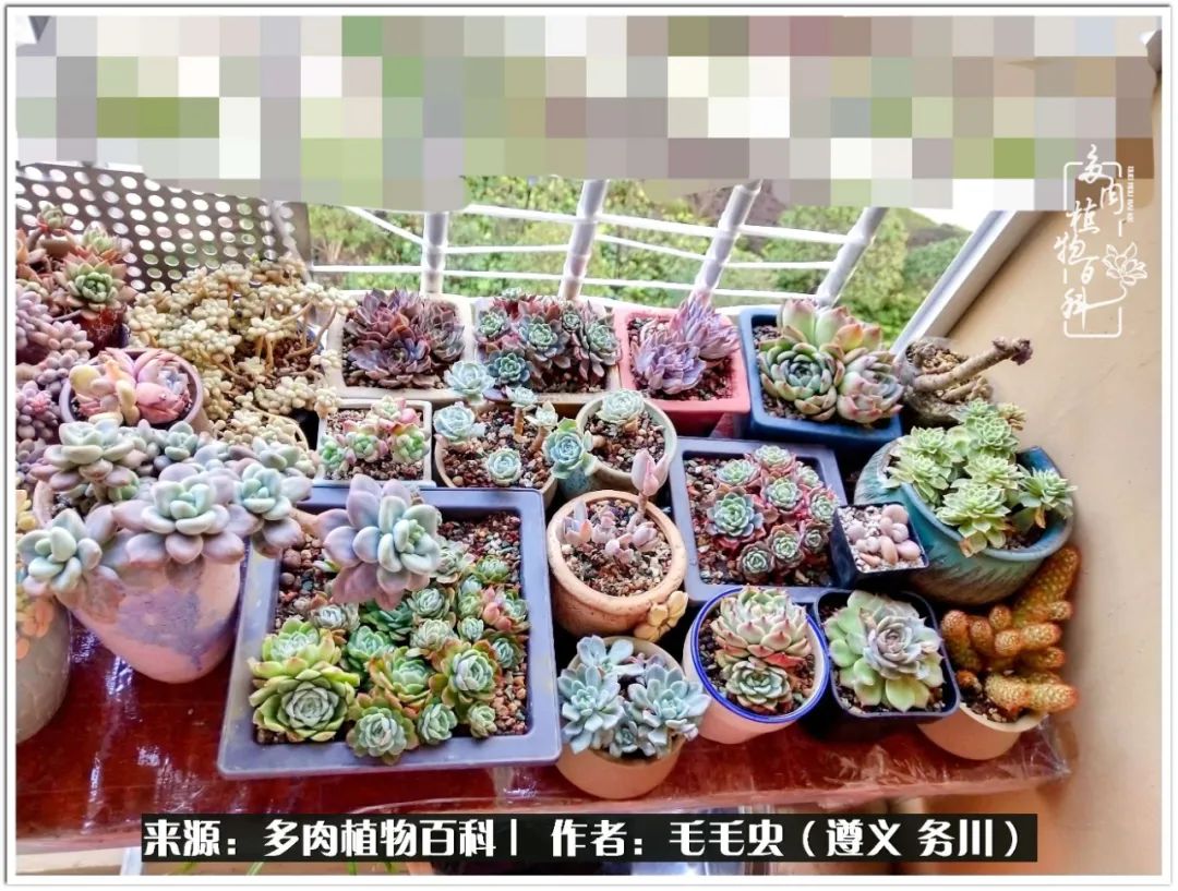 多肉可抵岁月,多肉之花语