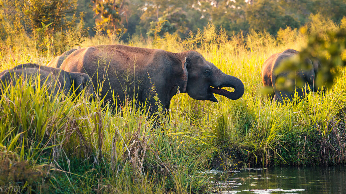 大象体型有多大,大象的真实体型