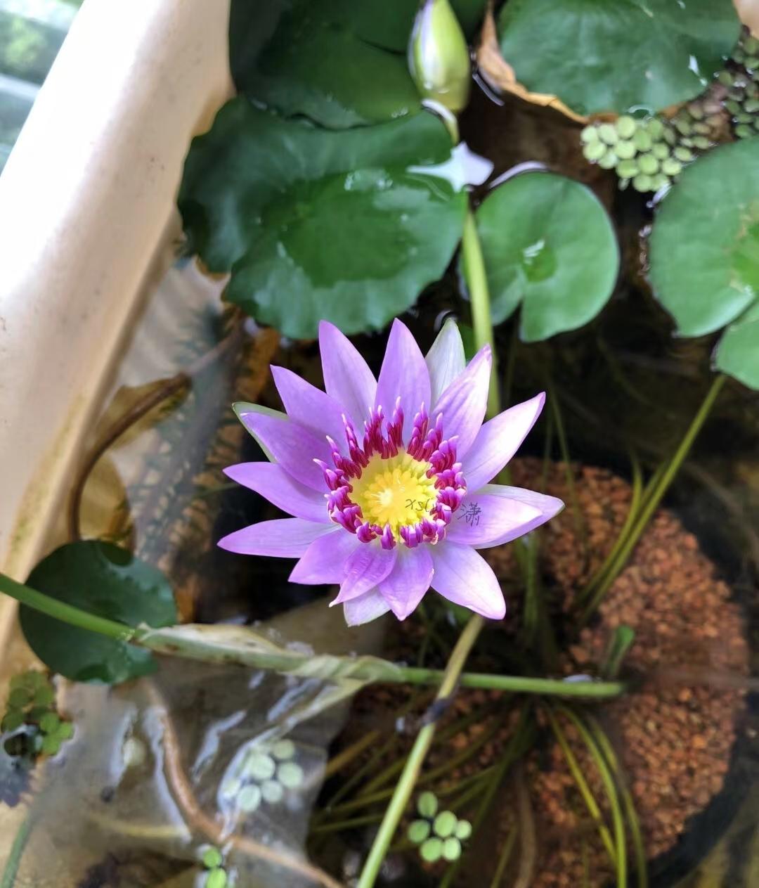 95后广东小伙痴迷睡莲育种,95后小伙痴迷睡莲育种