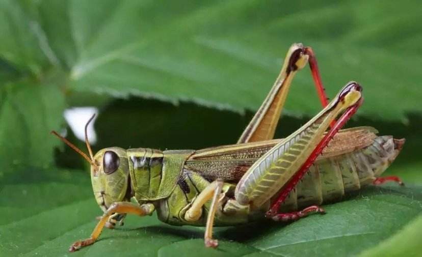 丛林探险美食大全,真正的丛林美食有哪些