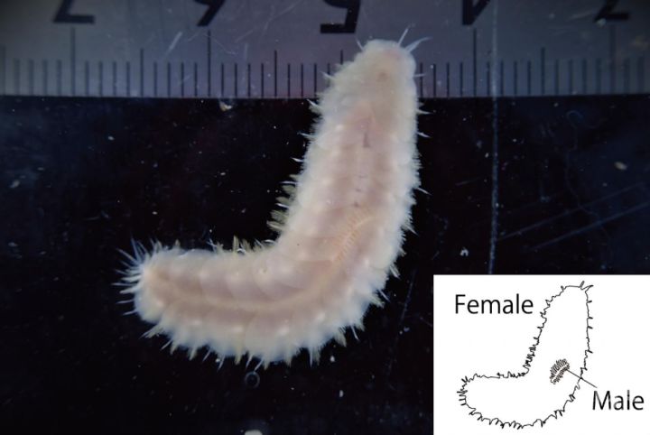 日本发现核辐射鱼,日本8336米深海现怪鱼