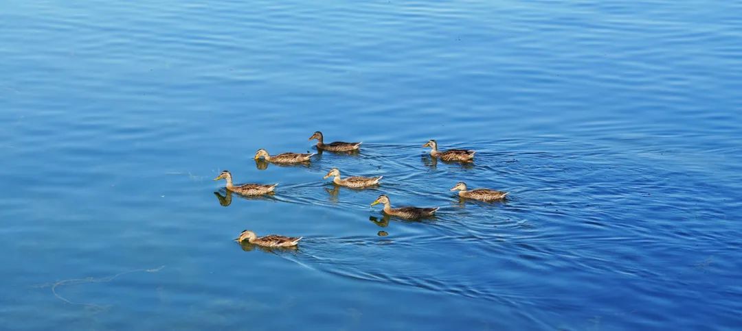 索尼新半画幅a6700,索尼alpha6700aps-c微单相机