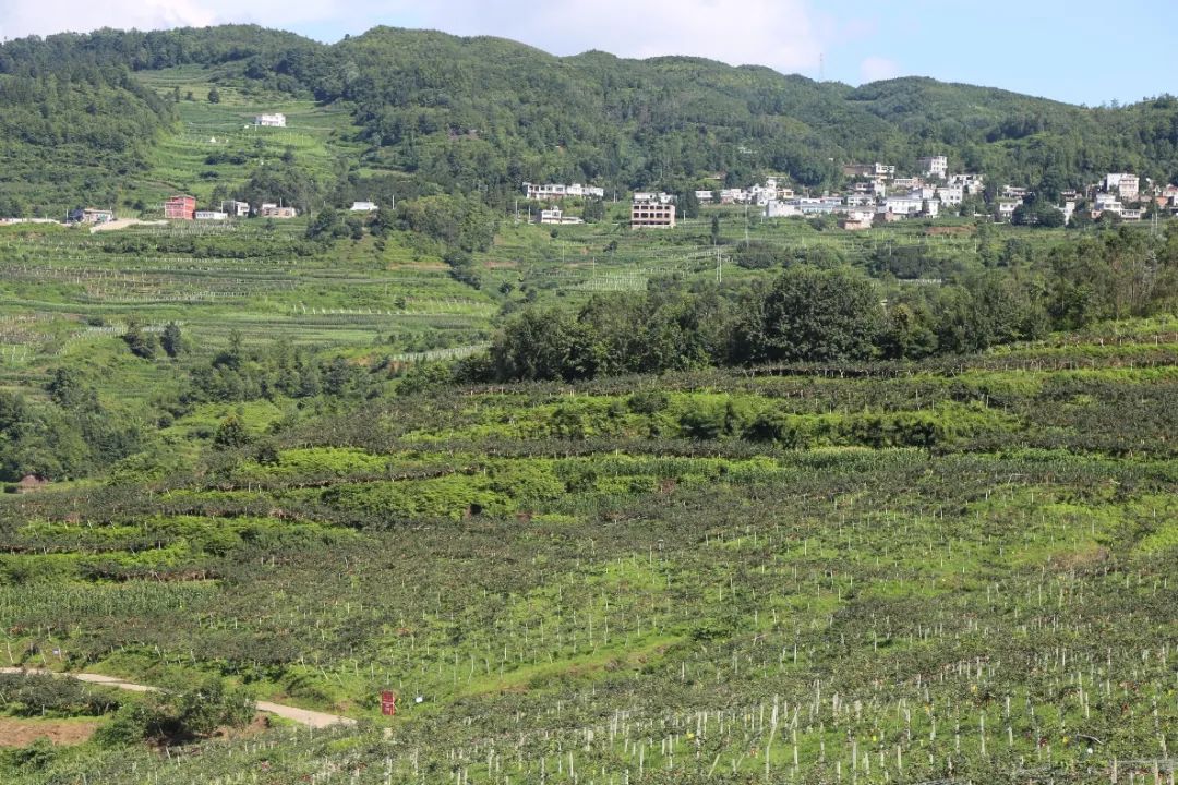 国产猕猴桃和进口奇异果,国产奇异果猕猴桃