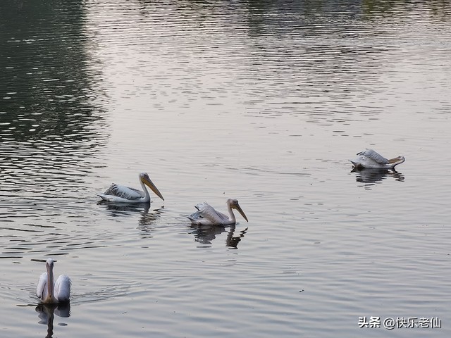 沈阳森林动物园缆车,自驾沈阳森林动物园