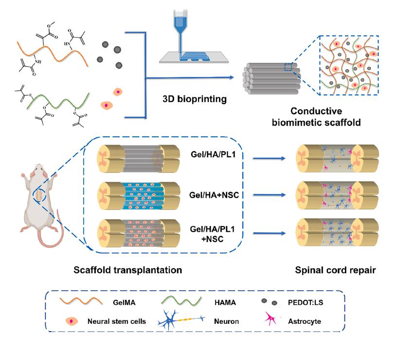 3D打印导电神经支架为脊髓损伤修复提供新策略|科技导报