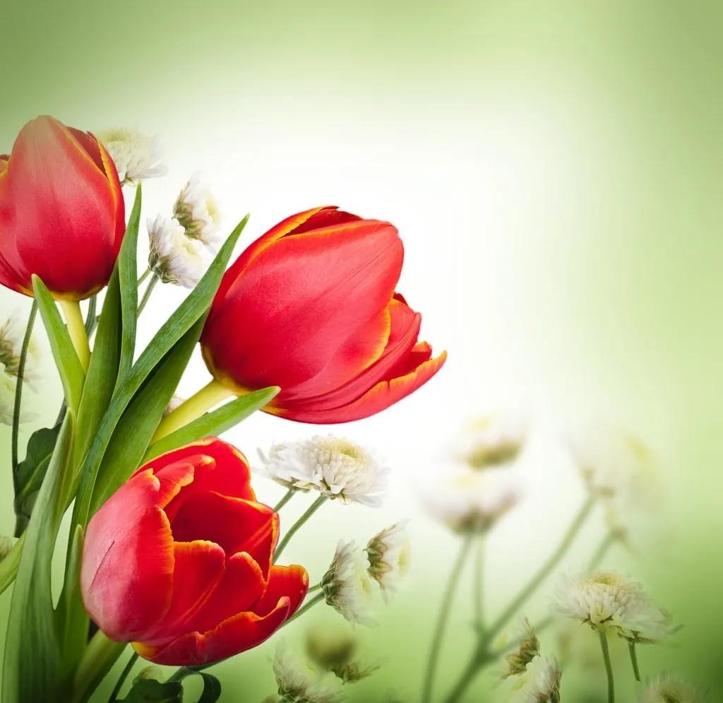 漂亮的郁金香随手一拍都是美景,春天的郁金香花海美得不可方物