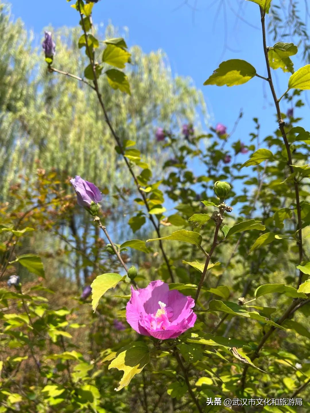 秋天的公园像一幅美丽的油画,园博园油画