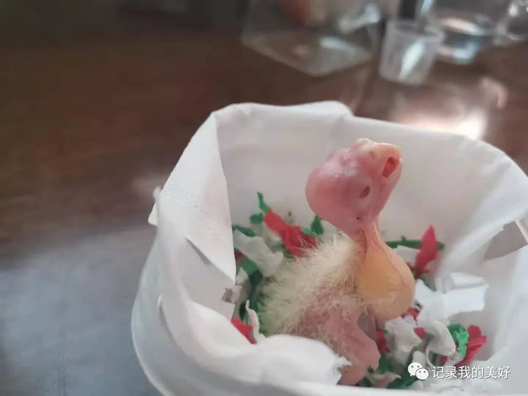 玄凤鹦鹉多少一对,玄凤鹦鹉养成记5