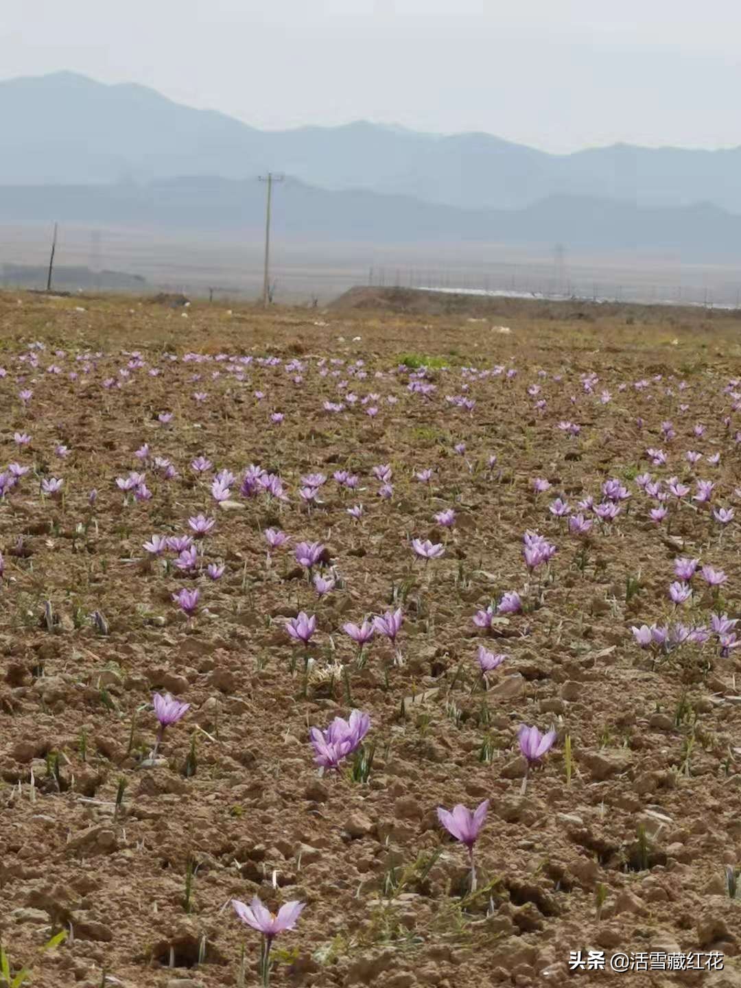北方人经常吃的这种草，来自盛产藏红花的伊朗，不是白菜