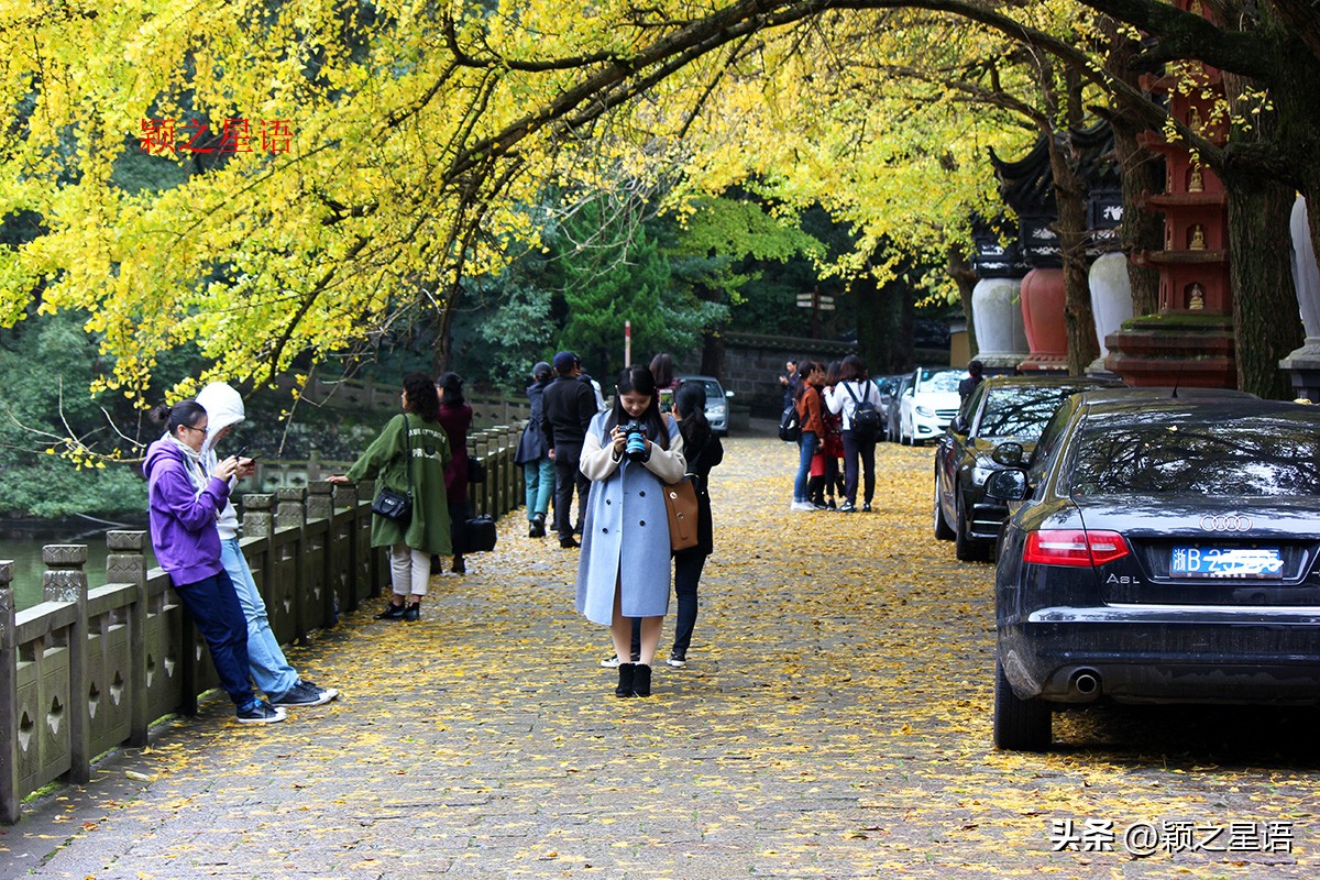 绝美千年银杏,中国最大的银杏景区