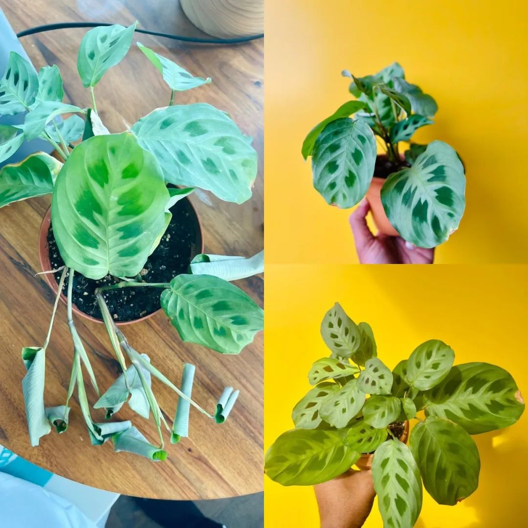 适合家养的花卉盆栽绿植,好养的绿植推荐一下盆栽