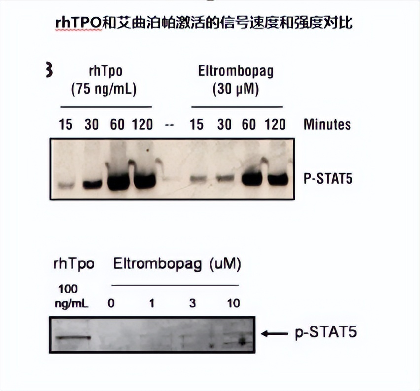 血小板生成素治疗itp,马军教授简介