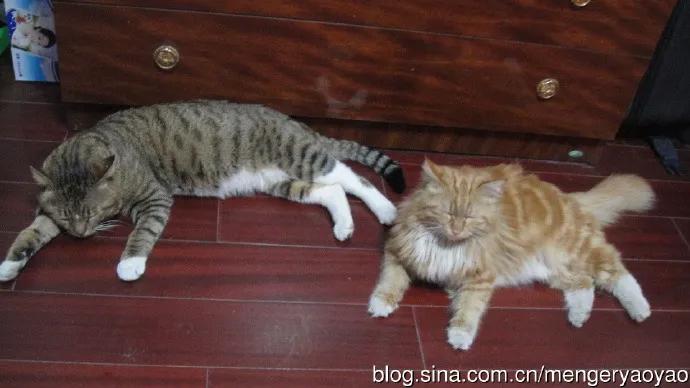 忧郁的毛毛小说,情缘伤感情歌