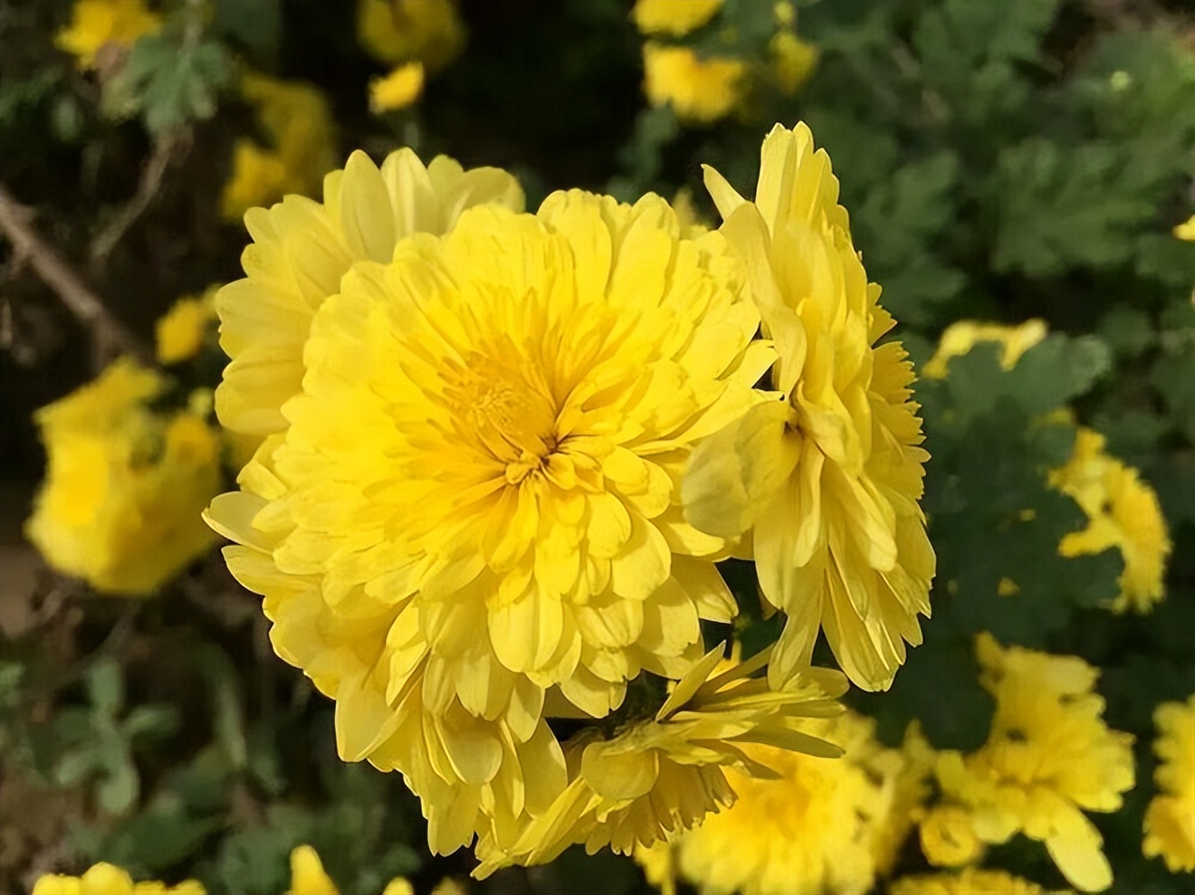 老年人喝什么菊花茶清热泻火好,中老年菊花茶