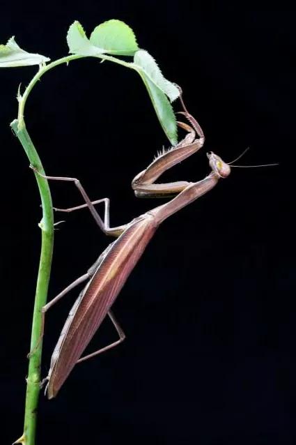 螳螂吃掉自己丈夫的头,螳螂为什么吃掉配偶螳螂吃蛇