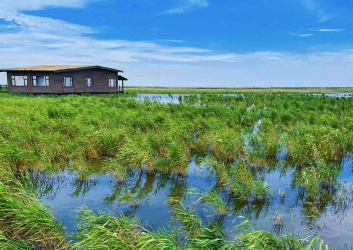 上海东滩湿地公园,上海东滩湿地公园旅游攻略