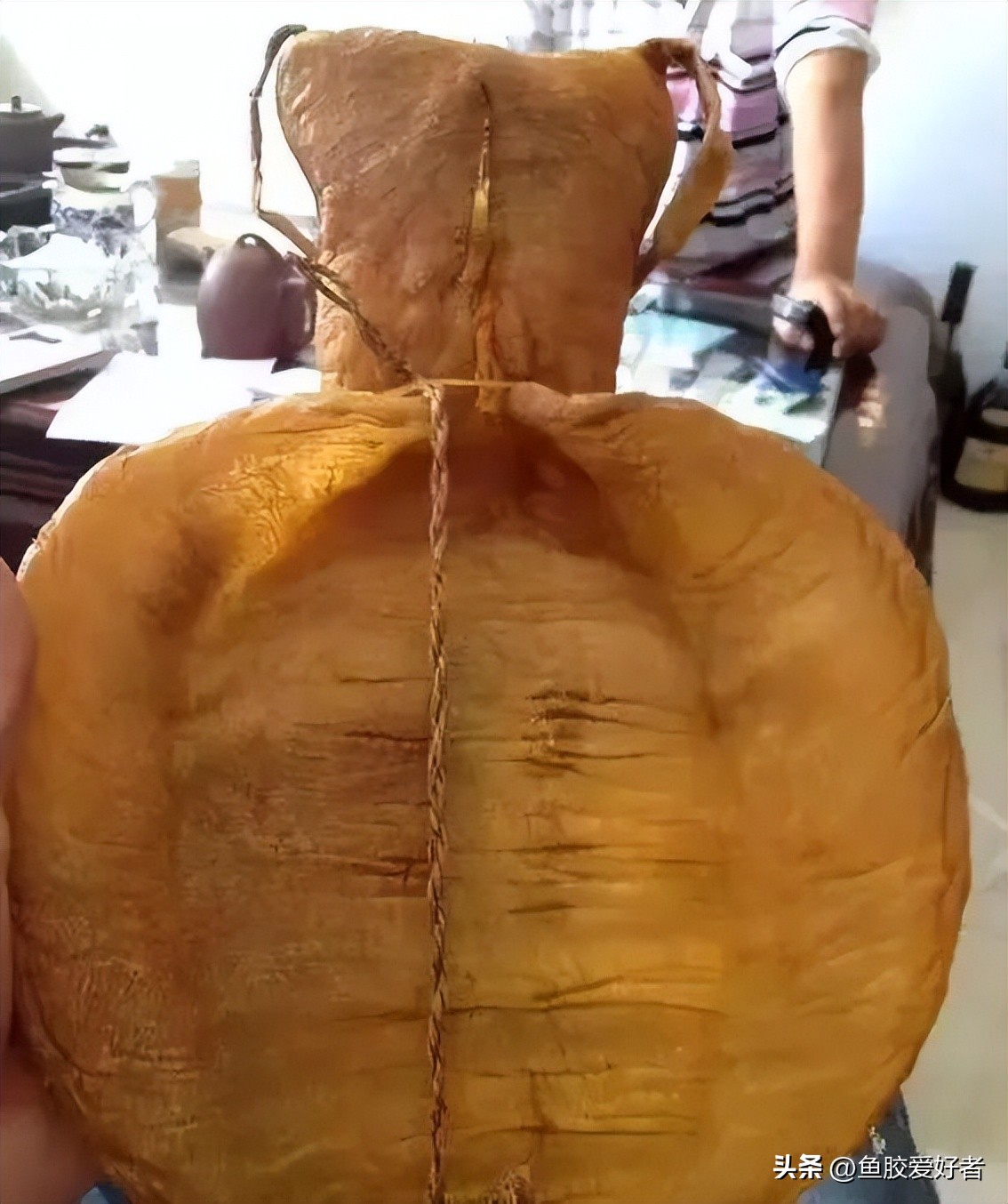 买鱼胶到哪里才买到真货,辨别鱼胶质量的好坏