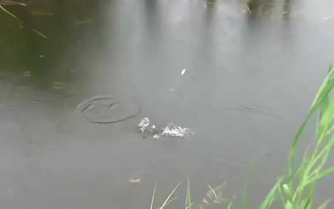 新手钓鱼入门基本功怎样绑子线,新手钓鱼入门基本功怎样绑浮标