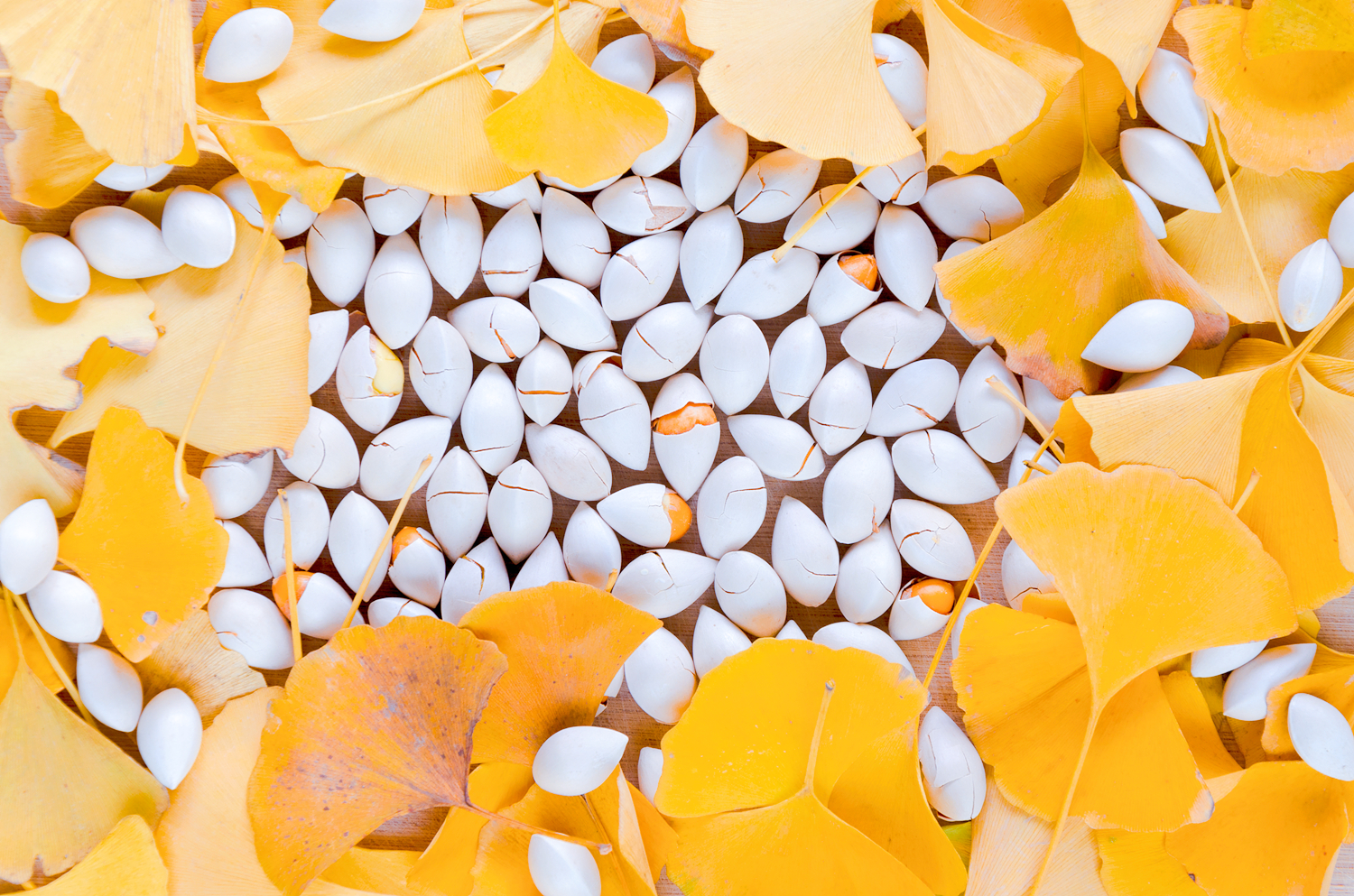 银杏树价格一落千丈,银杏果的价格90年代