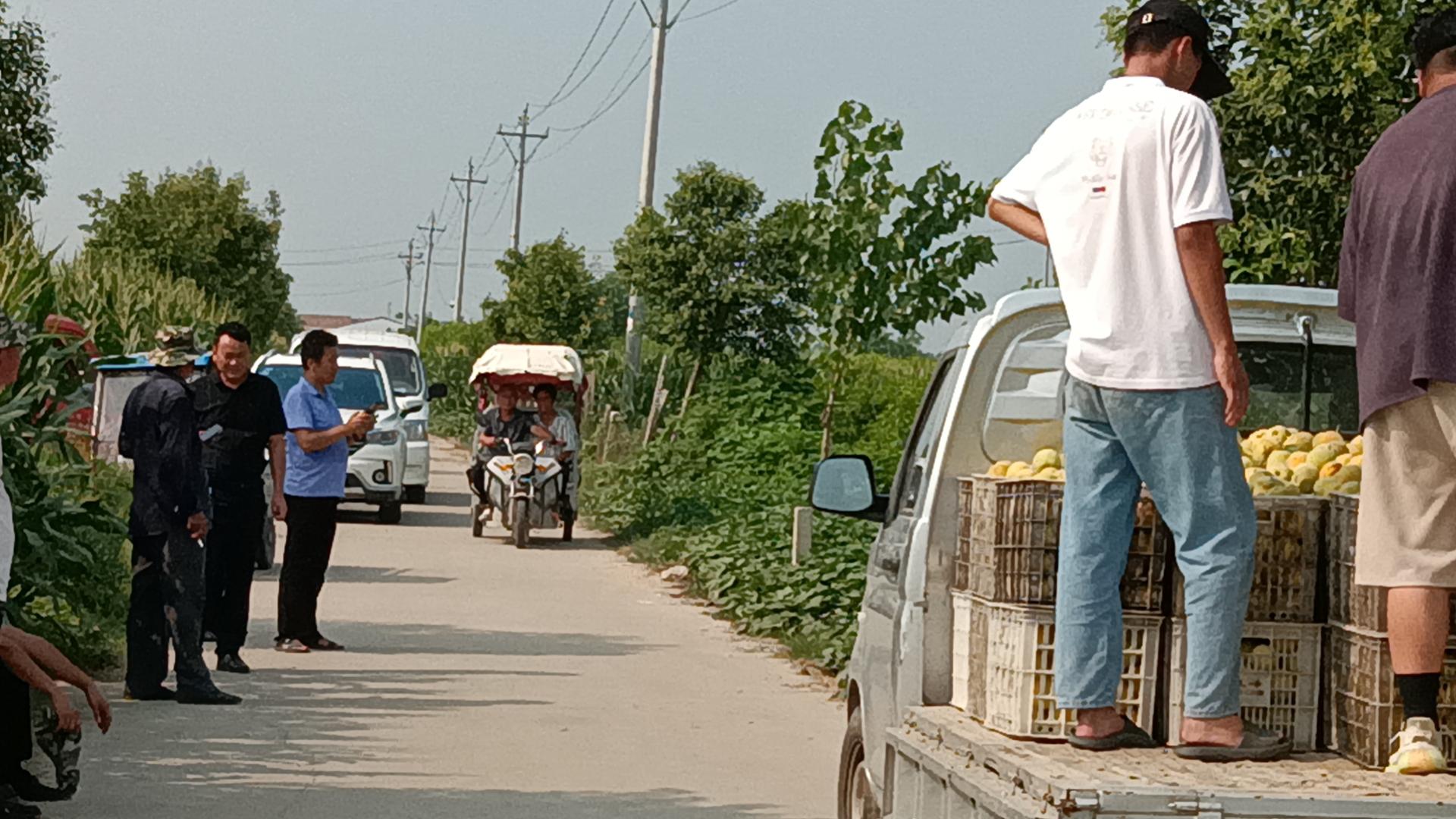 虞城张集创业,虞城县张集镇专业种黄桃基地