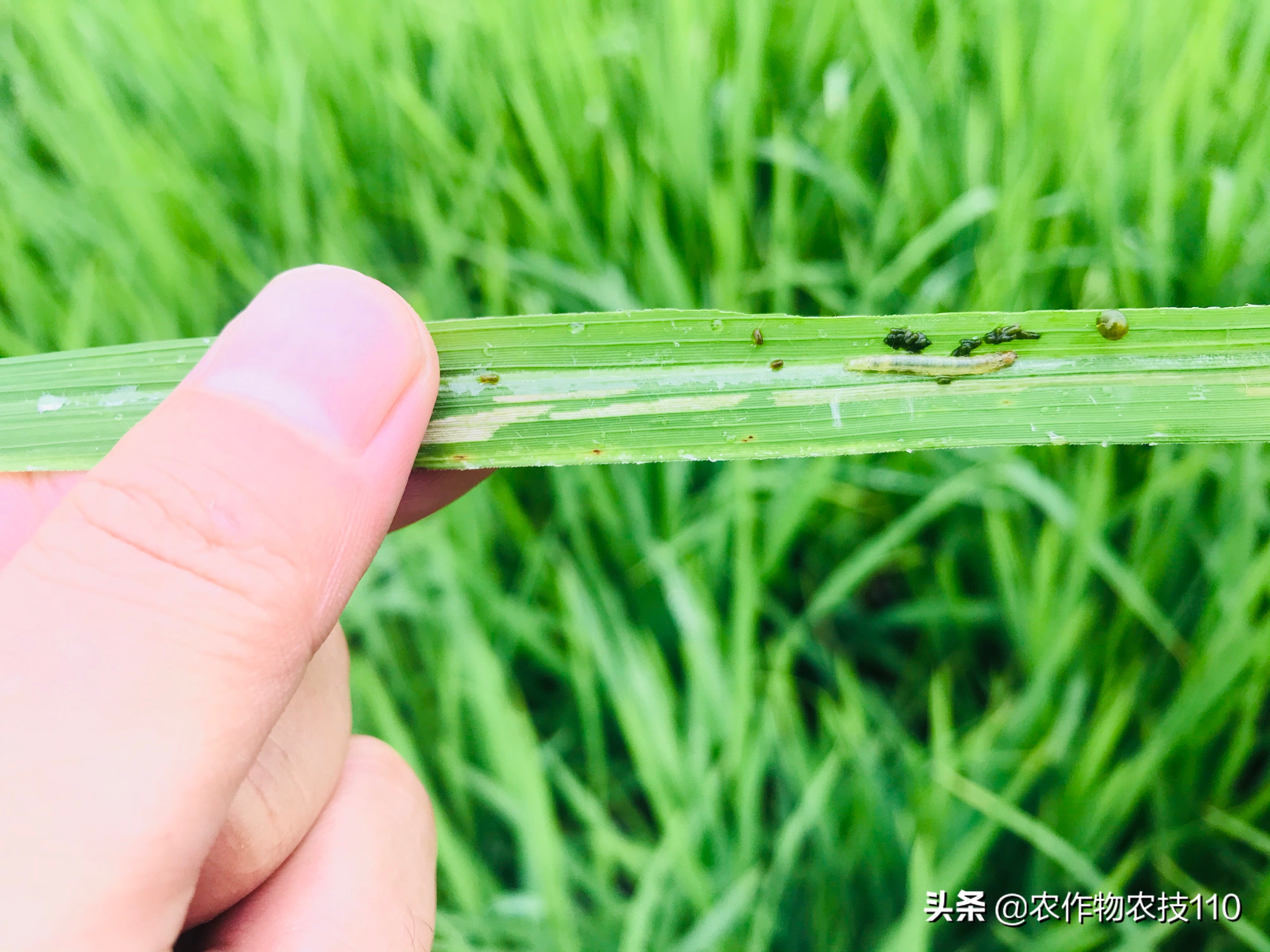 水稻在7月份什么时间治虫,直播水稻高产管理技术