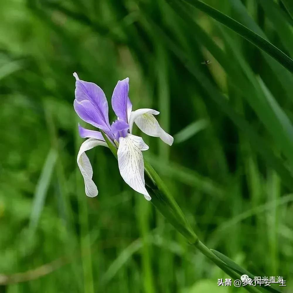 我的师父完整版相声,我的老师傅作文高中