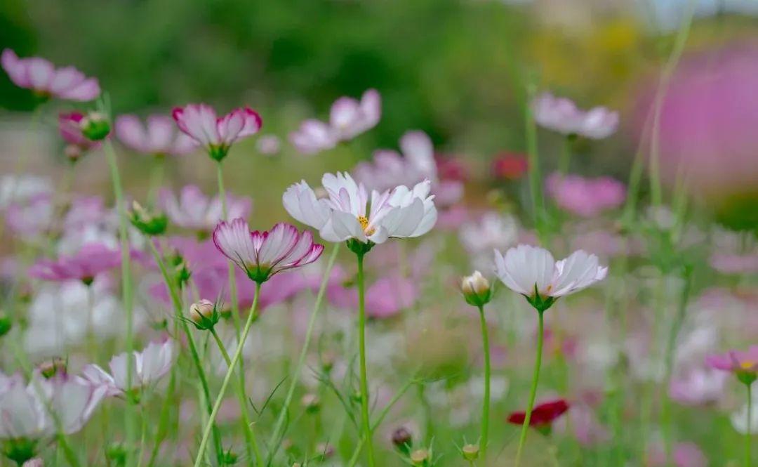 鼓浪屿可以当天预订船票攻略 (鼓浪屿还有免费的船票吗)