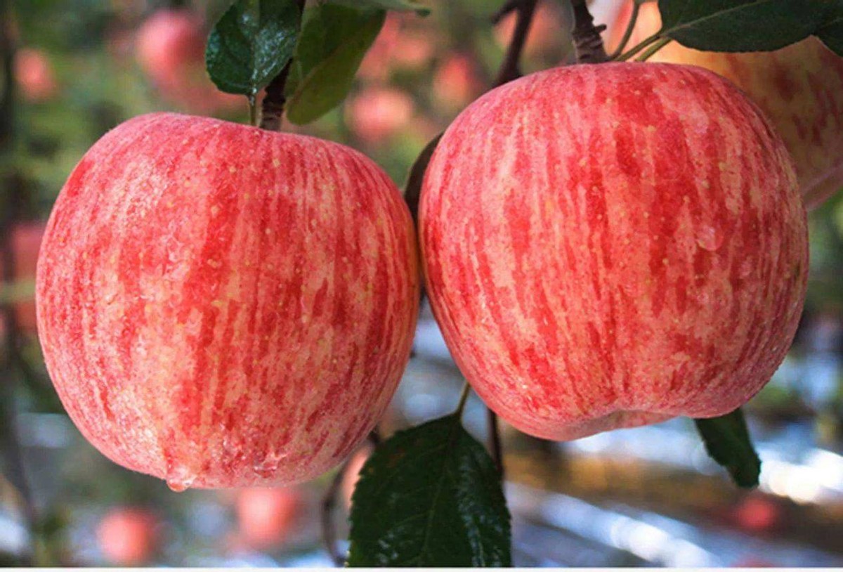 全国最好吃的苹果品种,全国哪的苹果最好吃