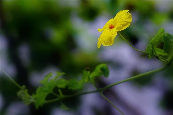 金铃儿在前期小时候的样子,金铃子故事
