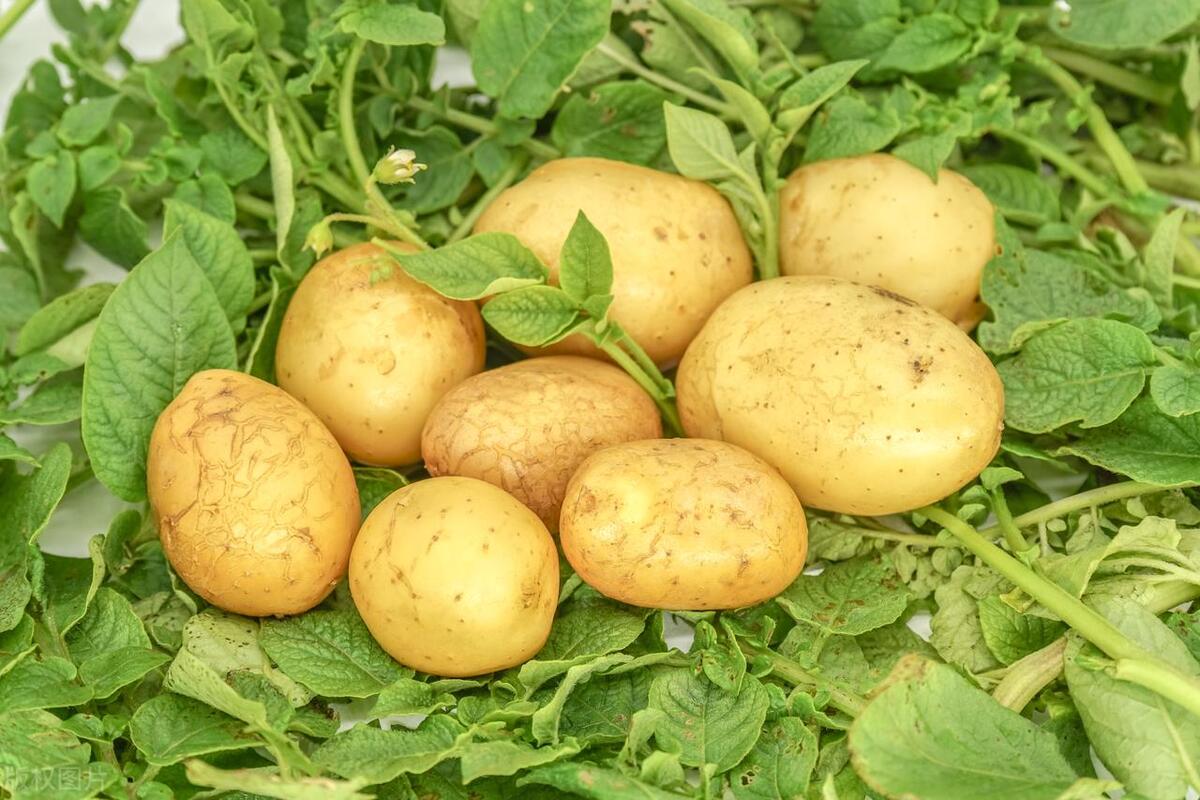 土豆起垄高产种植法,土豆高产施肥方案